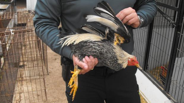 Venganza en Castilblanco: condenado por prenderle fuego a la casa de un vecino y matar sus animales