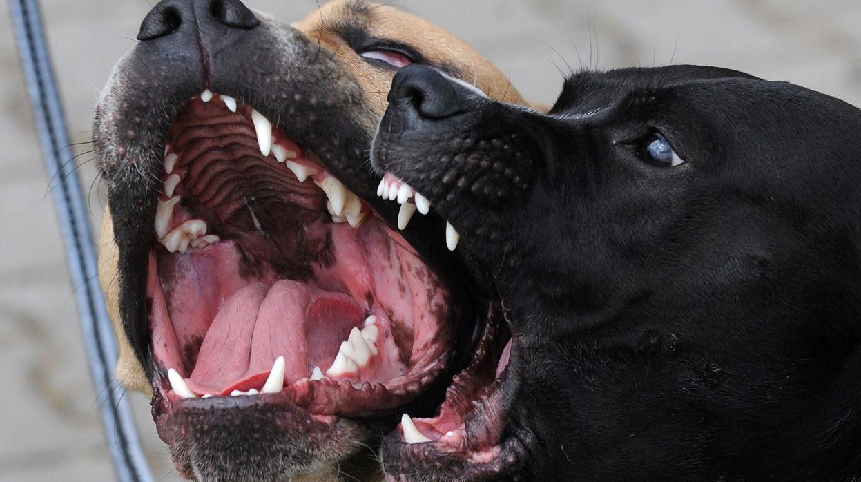 Los perros retirados eran potencialmente peligrosos