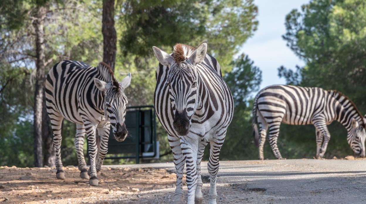 Cebras en el Castillo de las Guardas, Sevilla