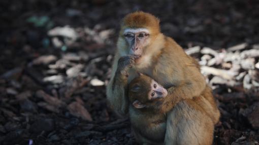 Mono en el Zoo de Jerez