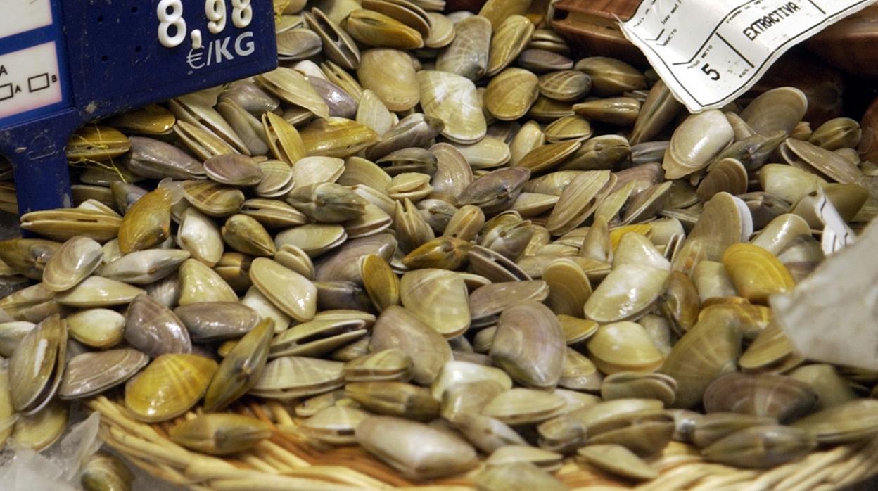 Los pescaderos minoristas niegan «fraude» frente a la operación policial por las coquinas contaminadas