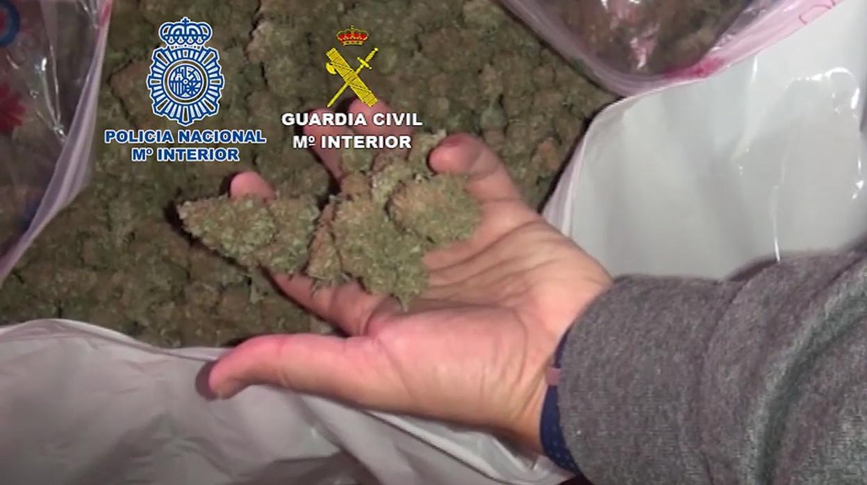 Cogollos intervenidos recientemente en El Palmar de Troya por la Guardia Civil y la Policía Nacional