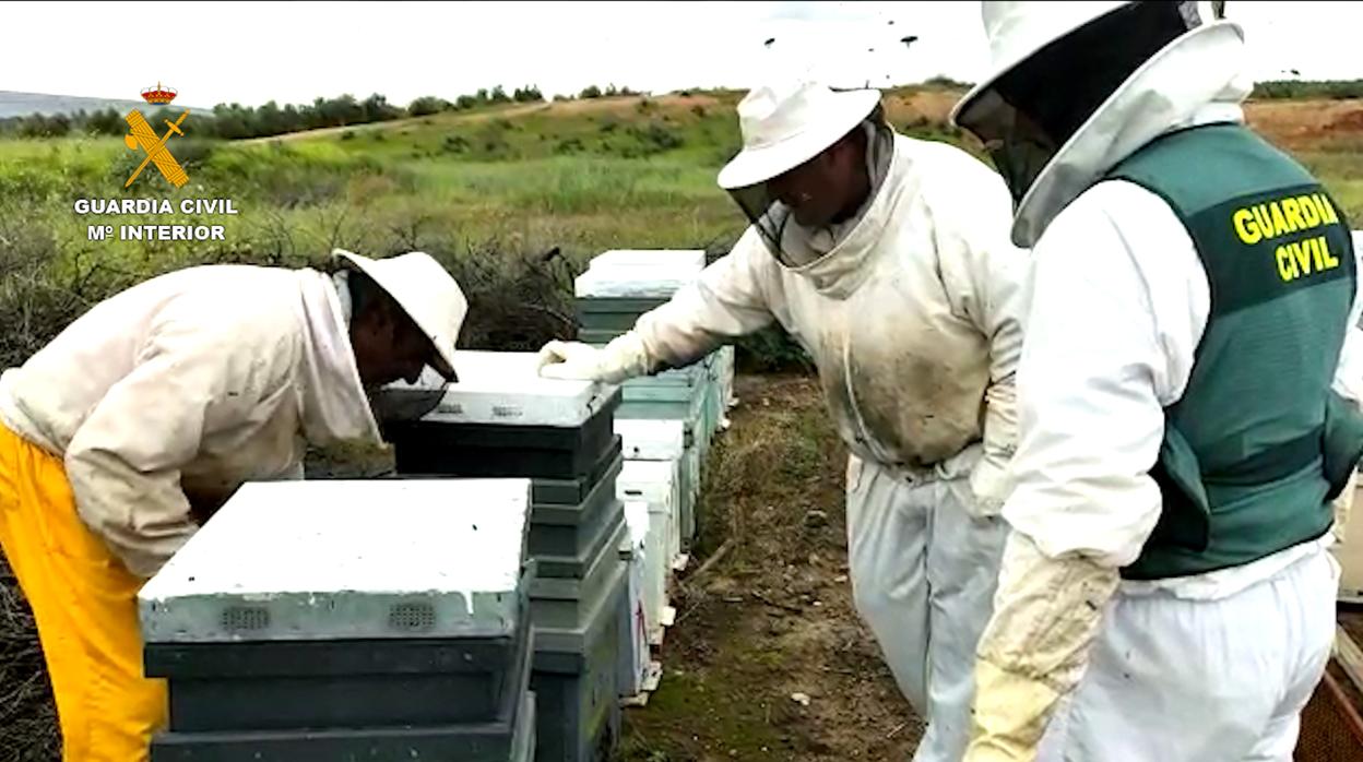 Los agentes revisan las colmenas sustraídas que tenía el apicultor detenido en una de las explotaciones