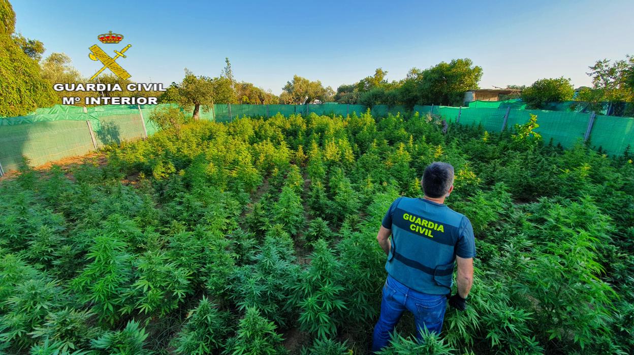 la Guardia Civil incauta 1.140 plantas de marihuana, 985 gramos de cogollos secos