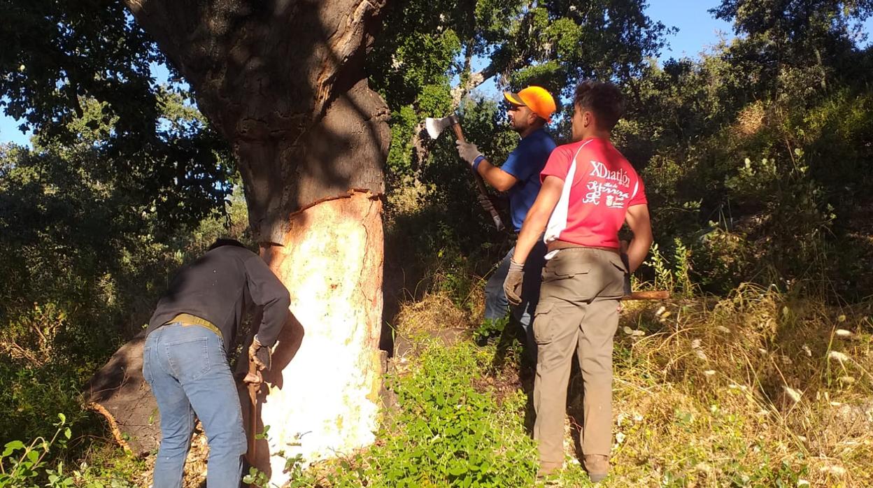 En la finca La Trapera, Modesto Lozano y su familia dirigen las tareas de saca de corcho desde el año 1992, en la localidad de Constantina