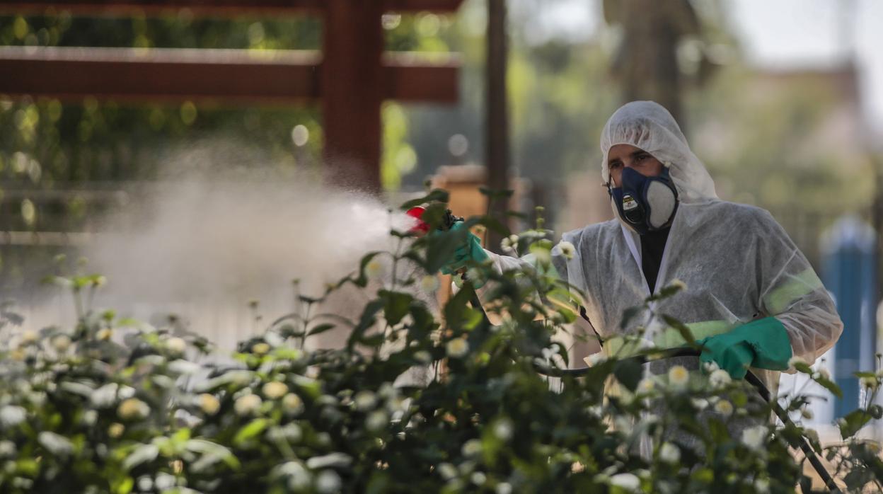 Un operario fumiga un seto en el paseo fluvial de Coria del Río