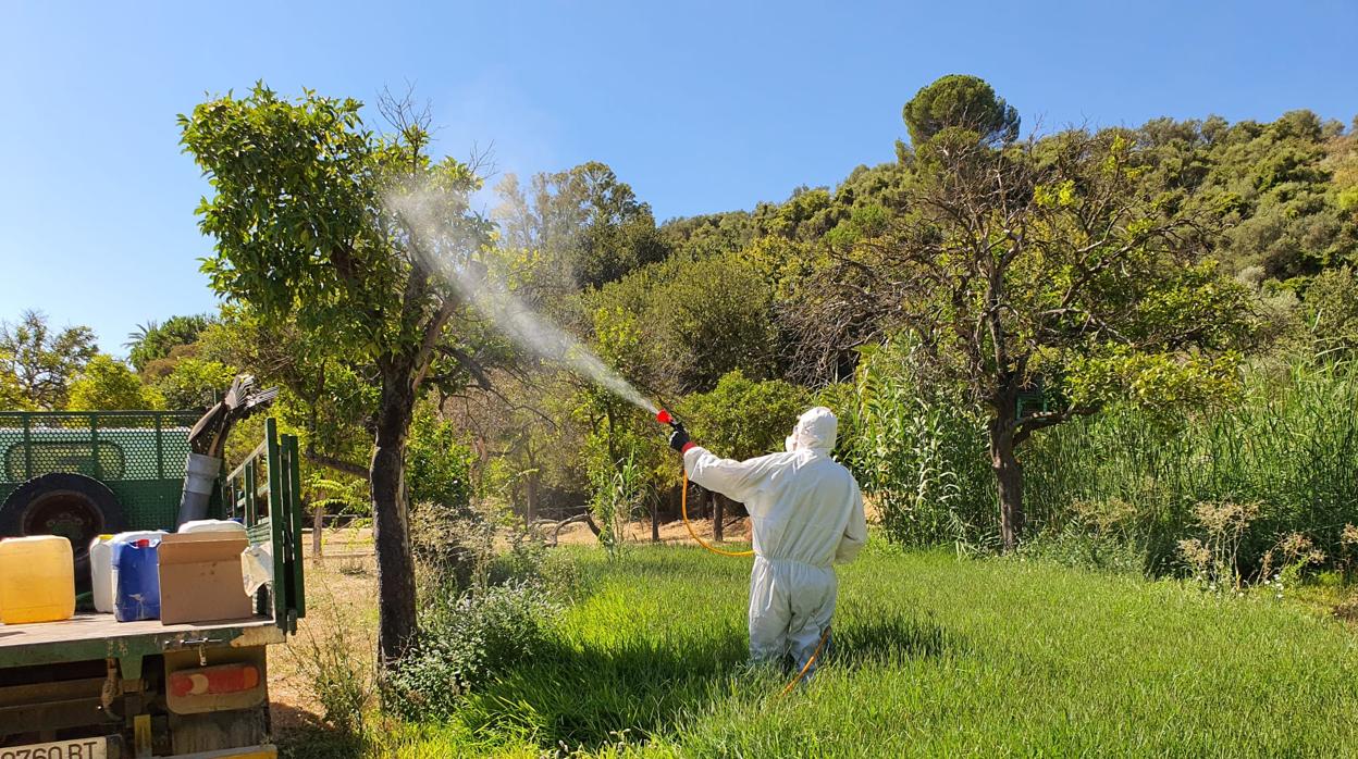 Tareas de fumigación en una zona verde de Gelves