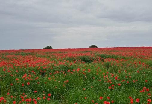 El campo de amapolas es de una belleza inigualable