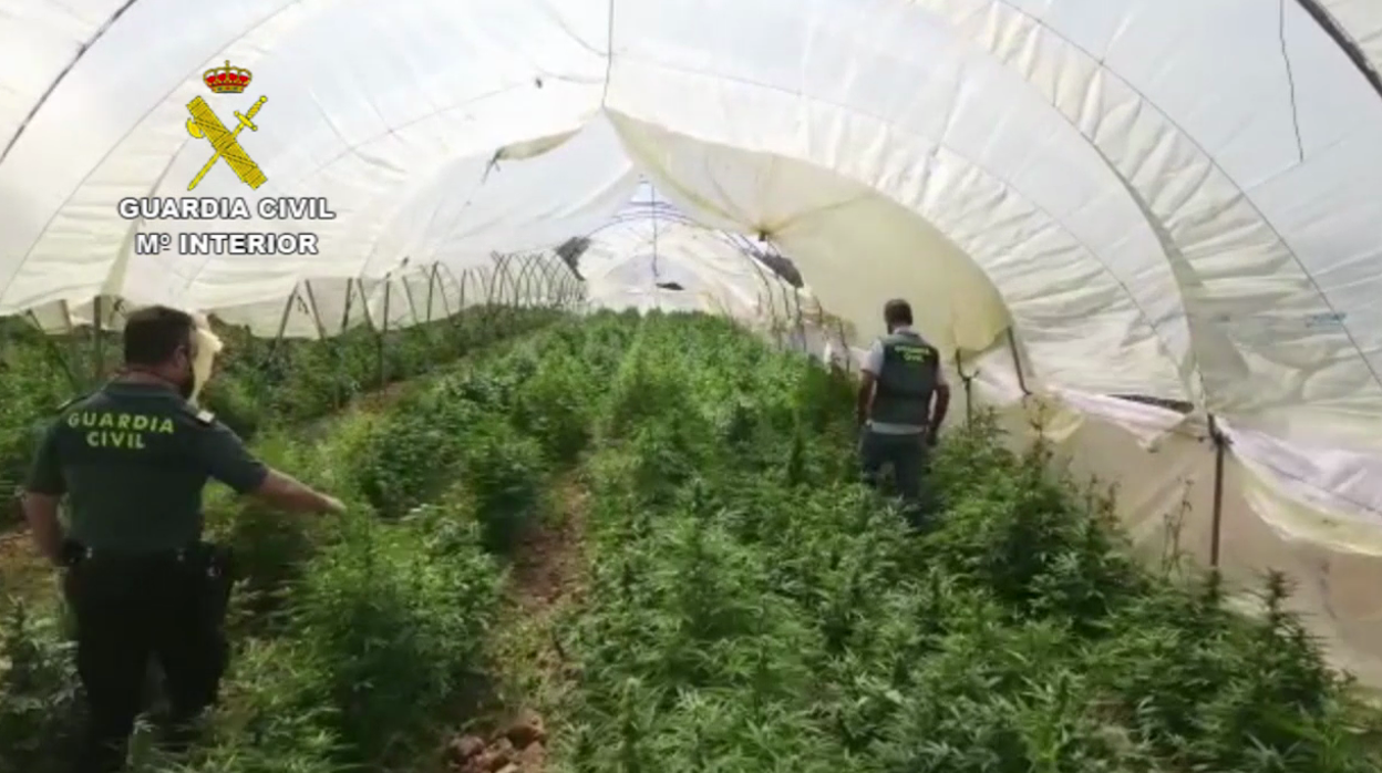 Agentes de la Guardia Civil en el interior de una plantación de marihuana