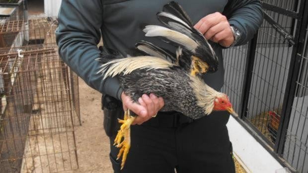 Cinco detenidos en Sevilla por el robo de seis gallos de pelea arrojados a la carretera en la huida