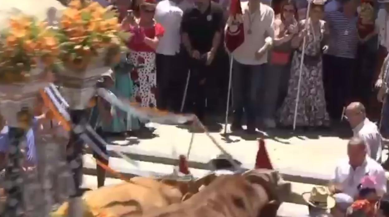 Momento en que el boyero es atropellado por los bueyes