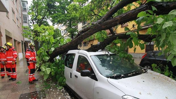 Un gran árbol se ha precipitado sobre varios vehículos en la calle Bartolomé de Medina