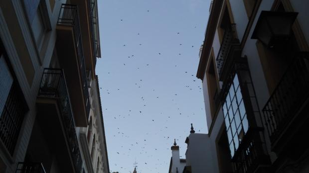 Los estorninos toman la plaza de San Lorenzo
