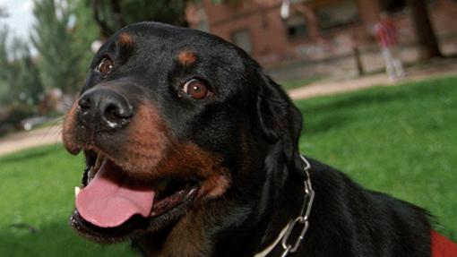 Rottwelier