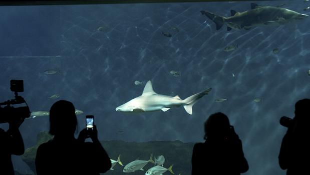 El acuario, en preconcurso por acumular más de 5 millones de deuda