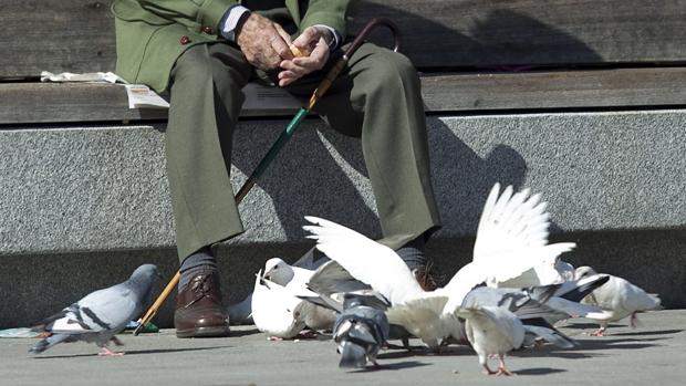 La población de palomas en Sevilla se ha disparado