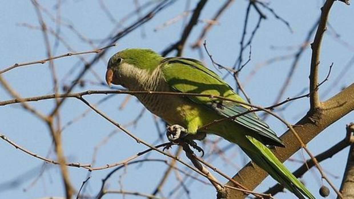 Imagen de una cotorra en uno de los árboles de la ciudad