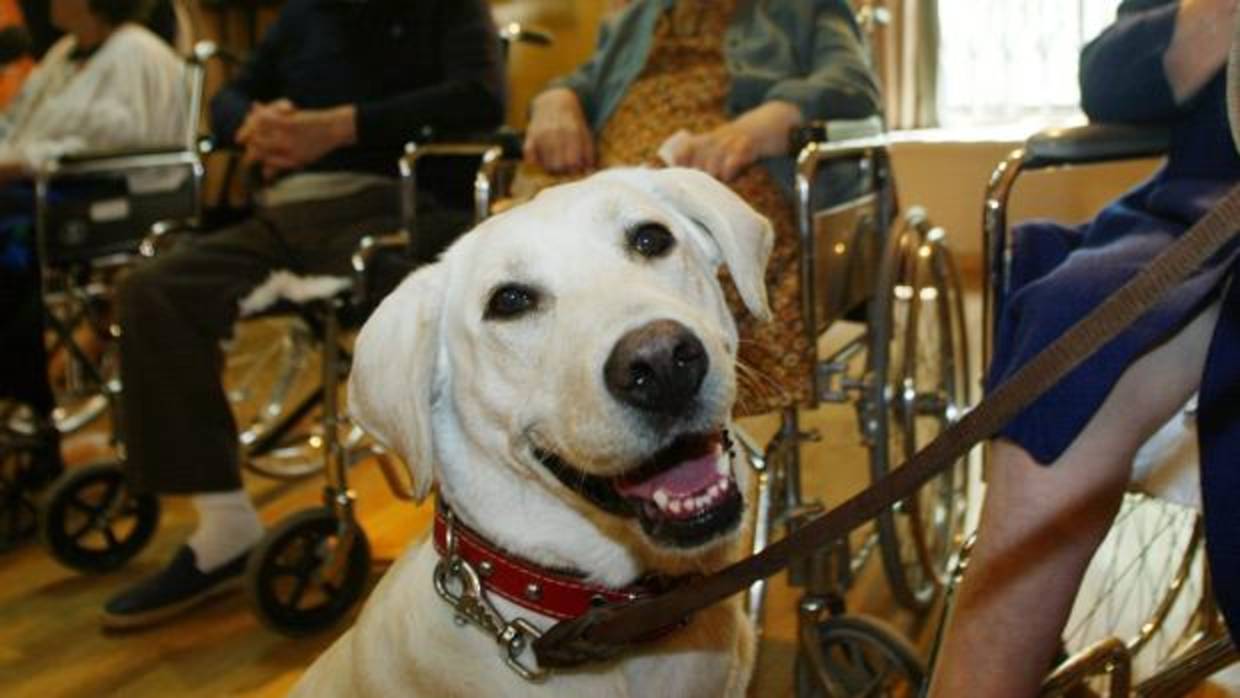 se permiten perros esa en los hospitales