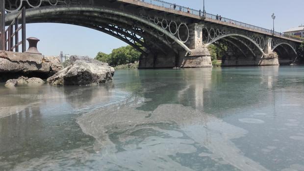 Un vertido de aceite cubre la dársena del río Guadalquivir en Sevilla