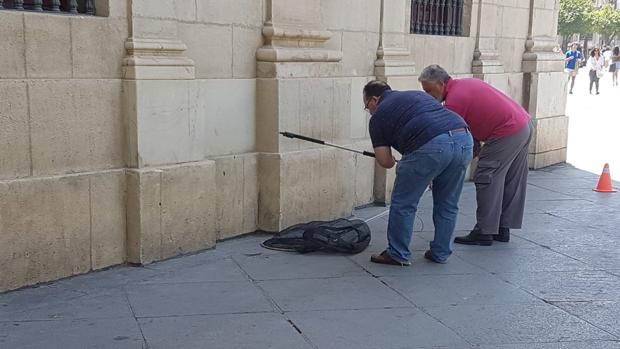 Denuncian la presencia de ratas en la Plaza Nueva