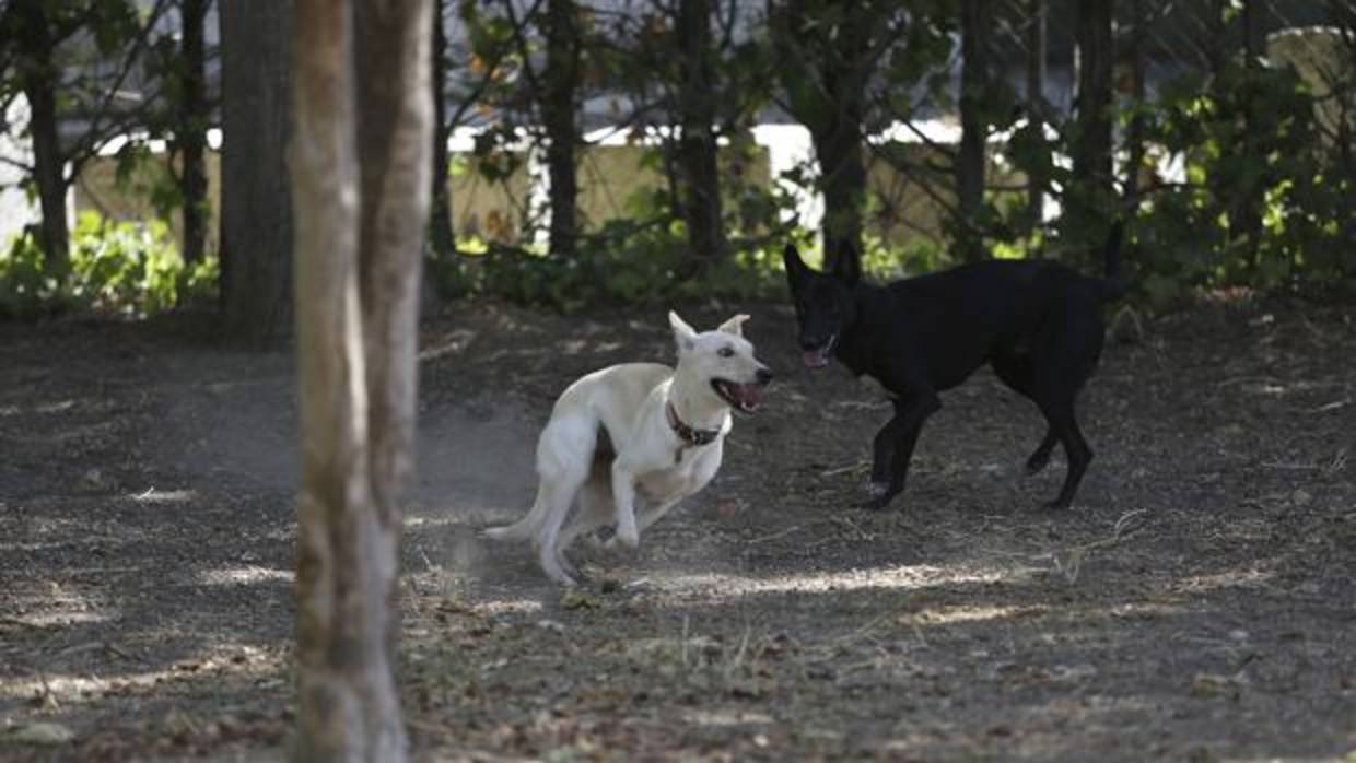 Los animales del Zoosanitario de Sevilla buscan familia