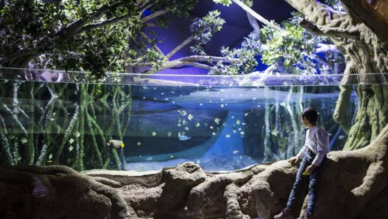 El acuario de Sevilla muestra las profundidades marinas del viaje de ...