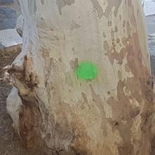 Punto verde con el que han identificado alos árboles a talar