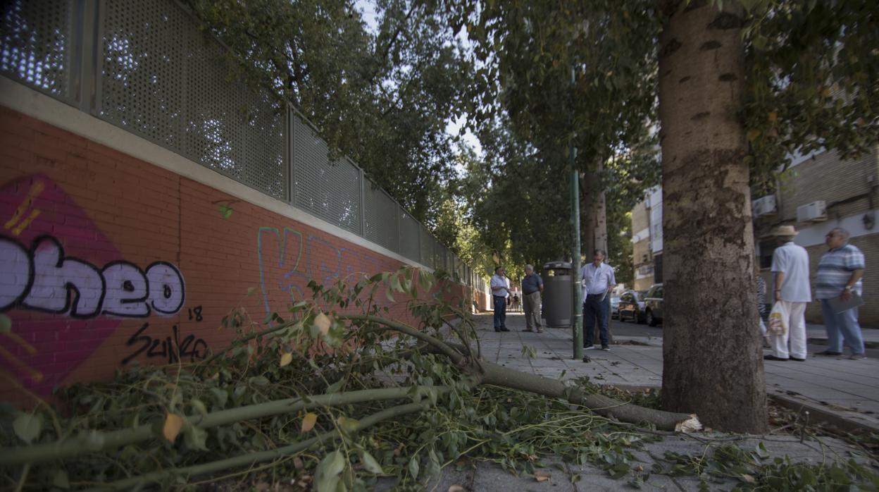 Una rama caída en el barrio de Las Golondrinas, en la Macarena