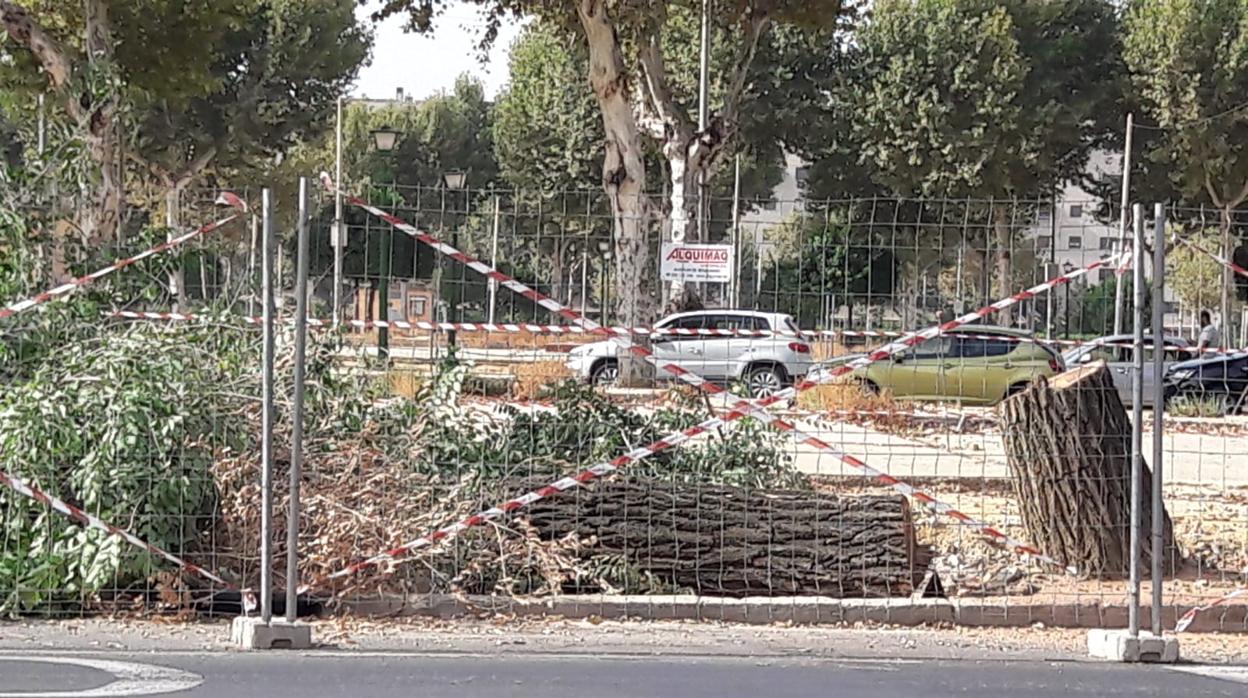 Tala de árboles en la avenida Flota de Indias de Sevilla