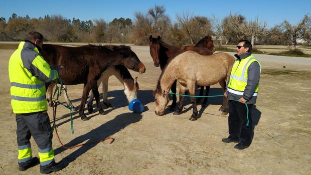 Rescatan en Sevilla a seis équidos abandonados, desnutridos y con heridas