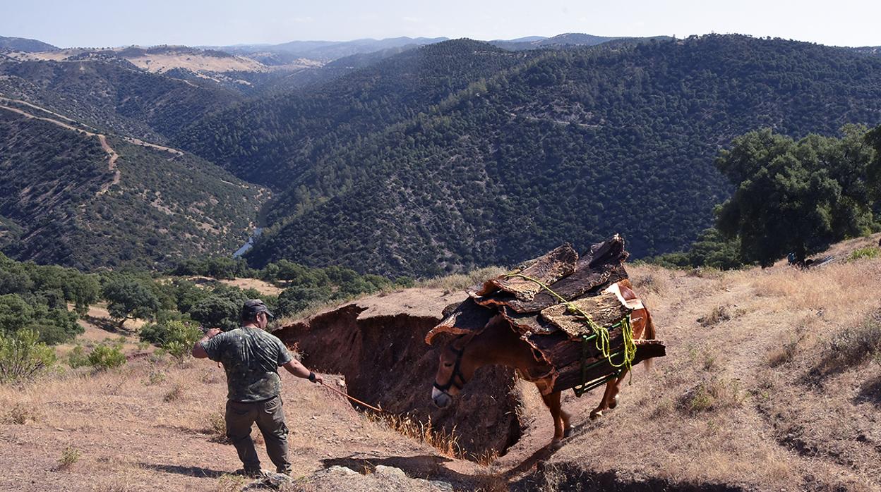 Burros y mulas se usan tradicionalmente para el trasnporte del corcho en el monte