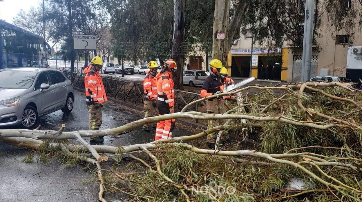 Una de las ramas que ha caído por el temporal