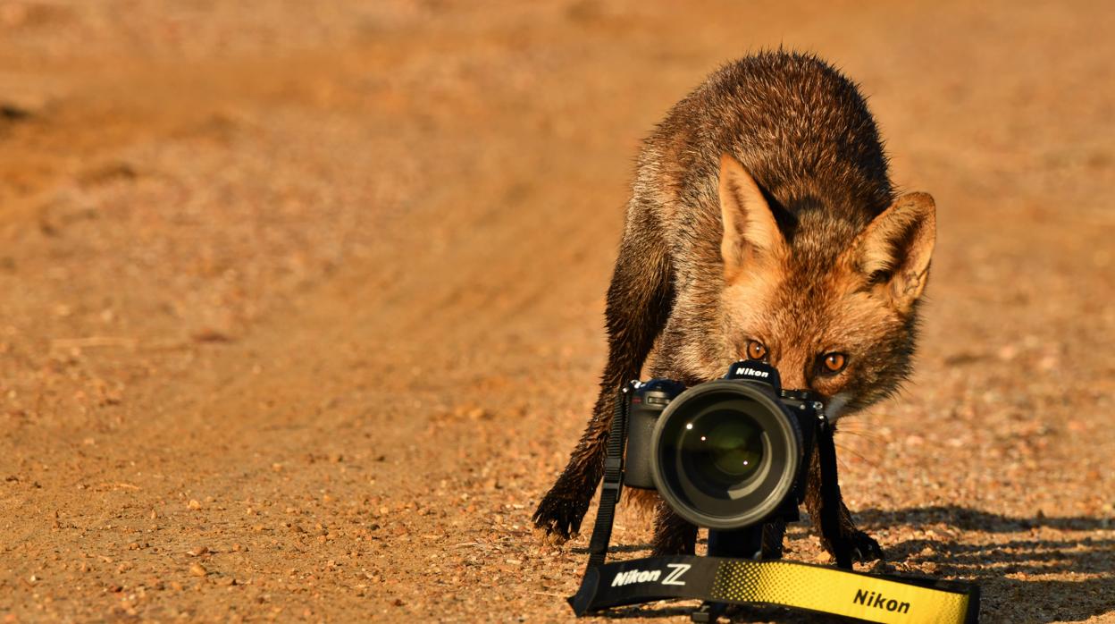Fotografía del zorro «Rocco» en Doñana