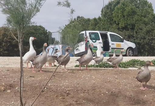 Un grupo de gansos junto a un vehículo del Ayuntamiento de Sevilla