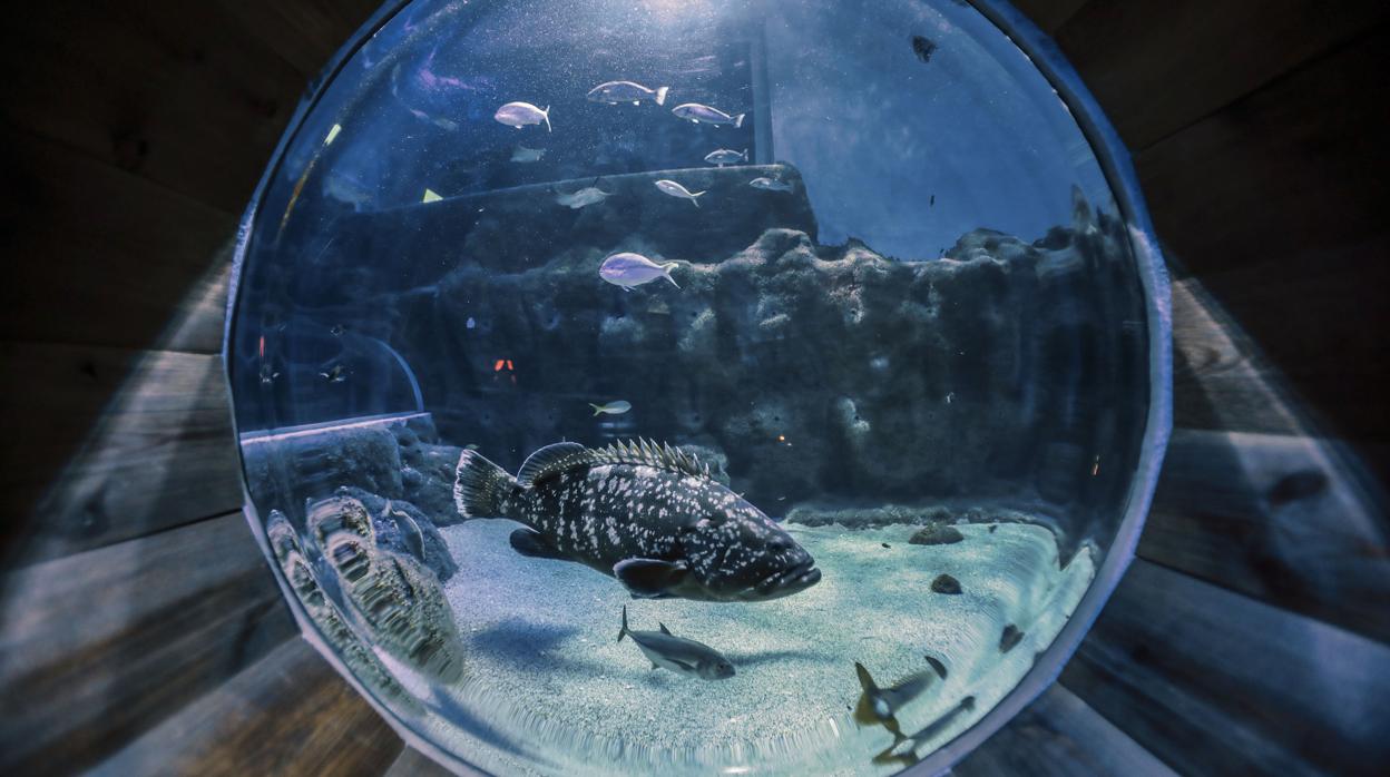 Una de los rincones de la visita al Acuario de Sevilla