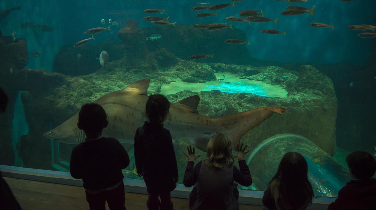 La Primera Vuelta al Mundo se vive en el Acuario de Sevilla