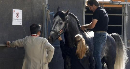 Profesionales del mundo del caballo