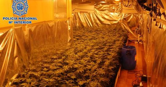 Plantación de marihuana de interior desmantelada por la Policía Nacional