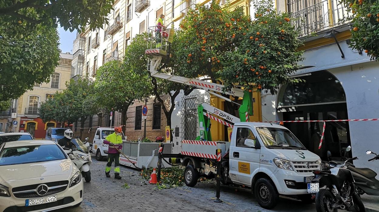 Operarios recogen la naranja amarga de los árboles de una calle de Sevilla