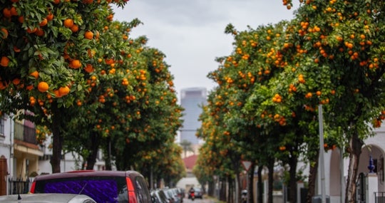 Los naranjos atestados en El Tardón