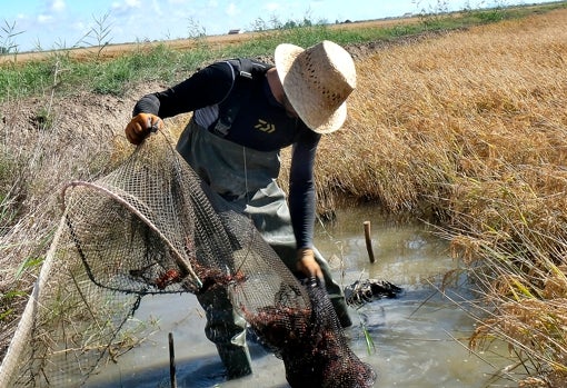 Los lugareños, que son los únicos que saben moverse por allí, viven del arroz y de la pesca del cangrejo de río