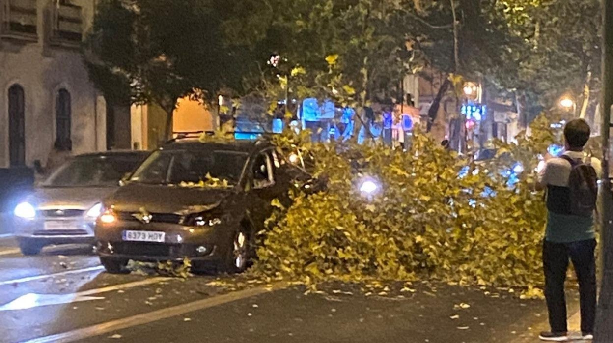 La caída de una rama provocó la intervención de los bomberos en La Resolana