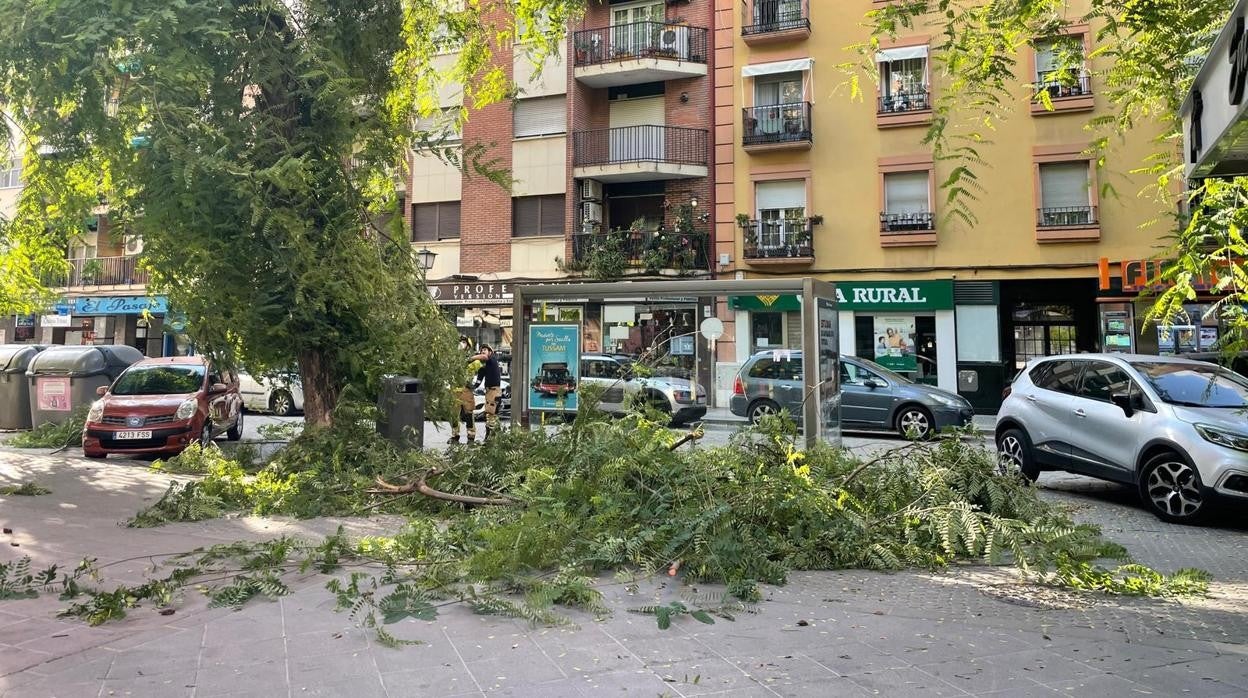 Rama caída en la calle San Jacinto
