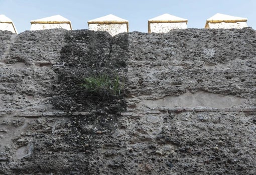 Se ha dejado un testigo de cómo estaba la superficie de la muralla antes de la restauración