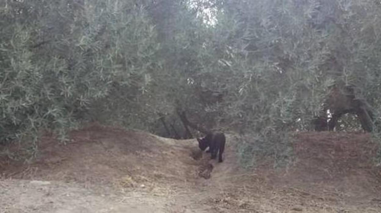 Miembros del Seprona rastrean la zona de Ventas de Huelana donde se ha buscado a la supuesta pantera