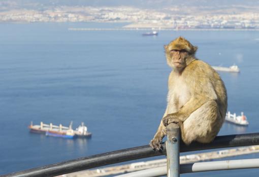 Uno de los macacos de Berbería en la zona alta del Peñón