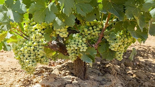 Cinco sitios increíbles para dormir entre viñedos en Andalucía