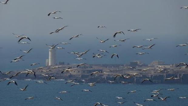 El Campo de Gibraltar, visita obligada para el avistamiento de aves