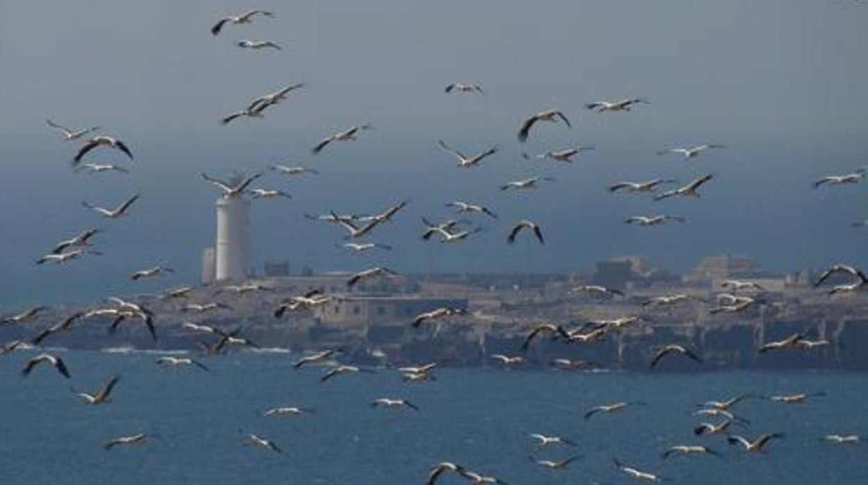 Una bandada de cigüeñas, a su paso por la Isla de las Palomas, en Tarifa