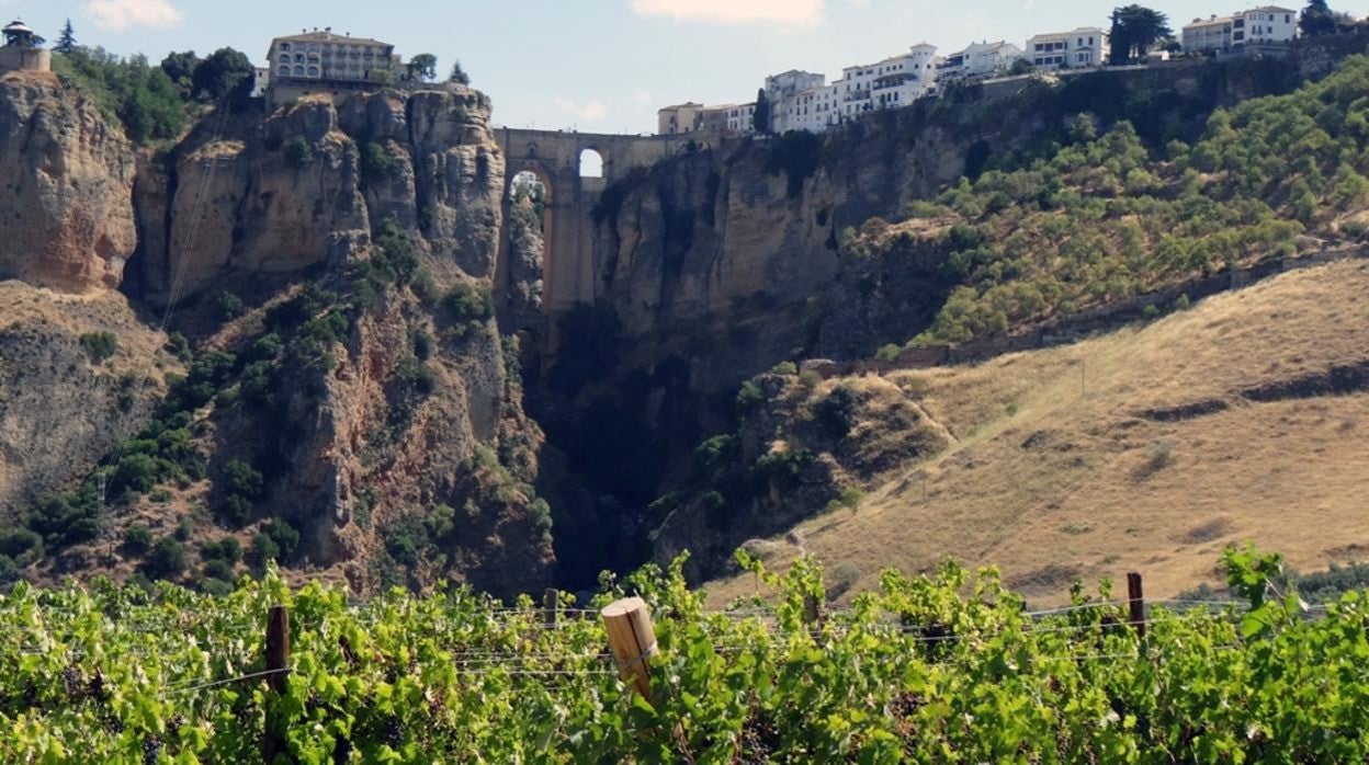Panorámica donde se aprecian los viñedos a los pies del Tajo de Ronda